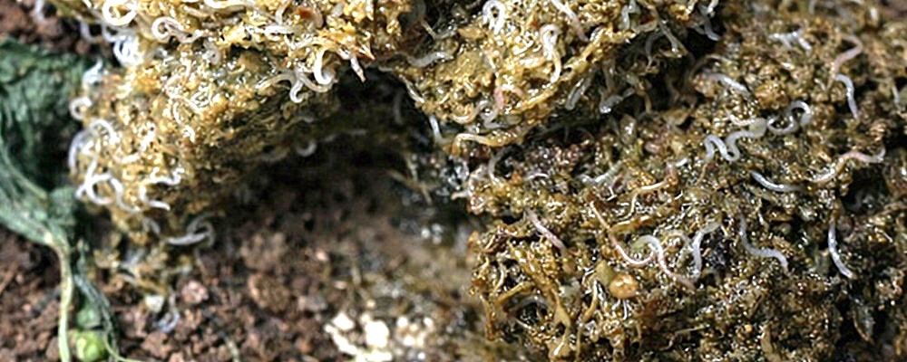 Naturalne odrobaczanie żółwi lądowych – jak to działa? robaki u żółwi