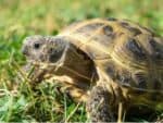 żółw stepowy żółwie stepowe testudo horsfieldi cena