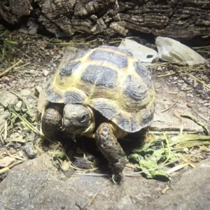żółw stepowy testudo hosrfieldi