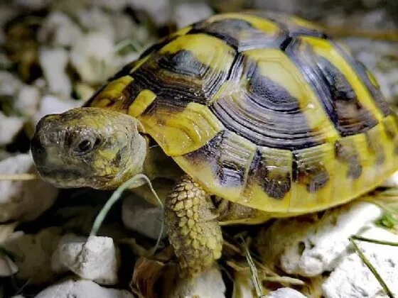 żółw grecki hermanni boettgeri żółwie greckie cena żółw grecki sprzedaż