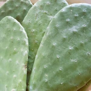 opuncja dla żółwia