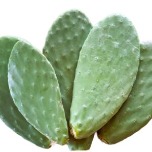 Opuncja dla żółwia lądowego