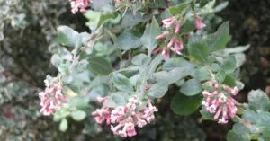 escallonia