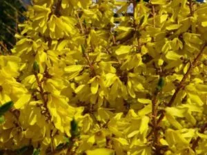 forsycja