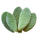 Świeża opuncja dla żółwia lądowego na wagę