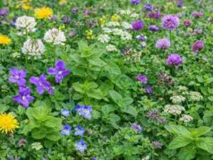 rośliny jadalne dla żółwi naturalny pokarm dla żółwi lądowych