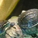 Żółw sundajski Amboyna (Cuora amboinensis) żółw wodno-lądowy