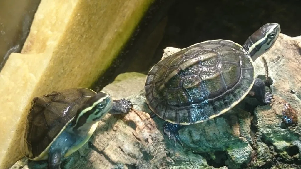 Żółw sundajski Amboyna (Cuora amboinensis) żółw wodno-lądowy