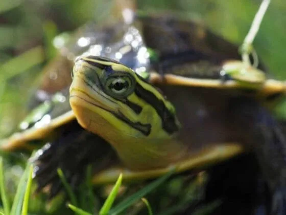 Sklep terrarystyczny online żółw sundajski Amboyna Potomstwo Cuora amboinensis