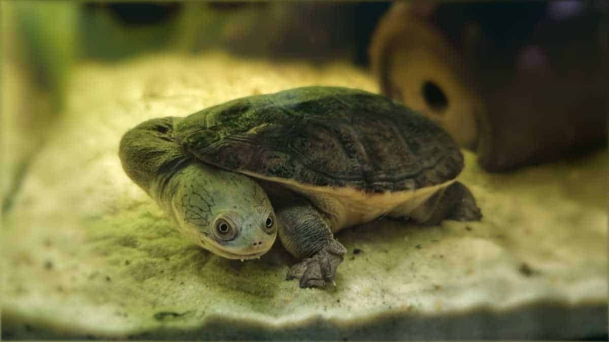 żółw wężoszyi Chelodina oblonga-rugosa | Turtles.pl