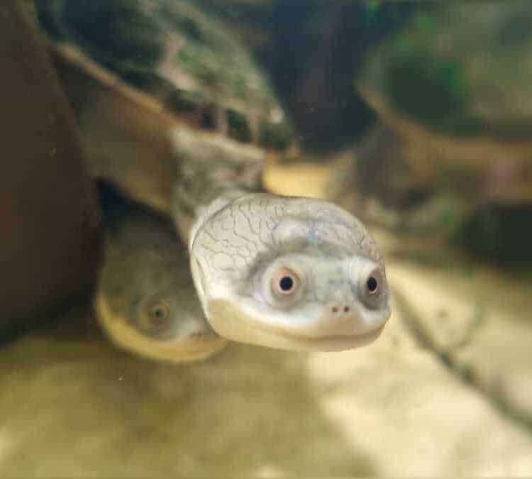 żółw wężoszyi Chelodina oblonga-rugosa
