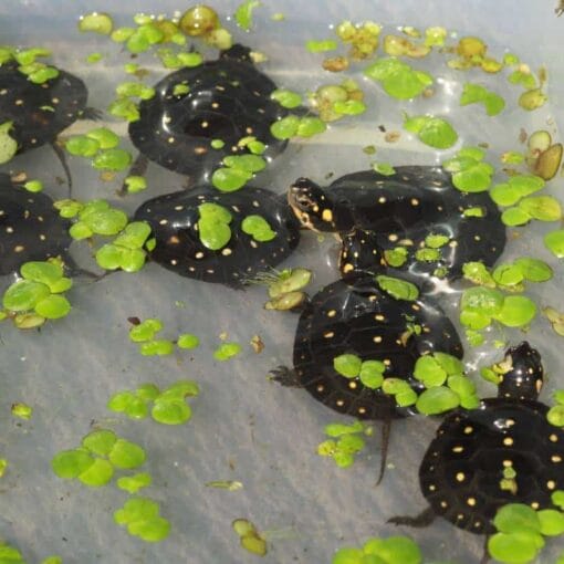 Żółw plamisty (Clemmys guttata) babys w wodzie wiele