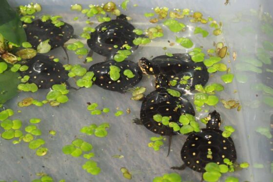 Żółw plamisty (Clemmys guttata) babys w wodzie wiele