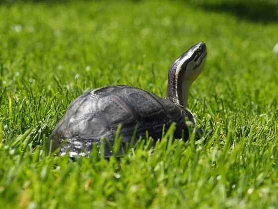 Żółw sundajski Amboyna (Cuora amboinensis)