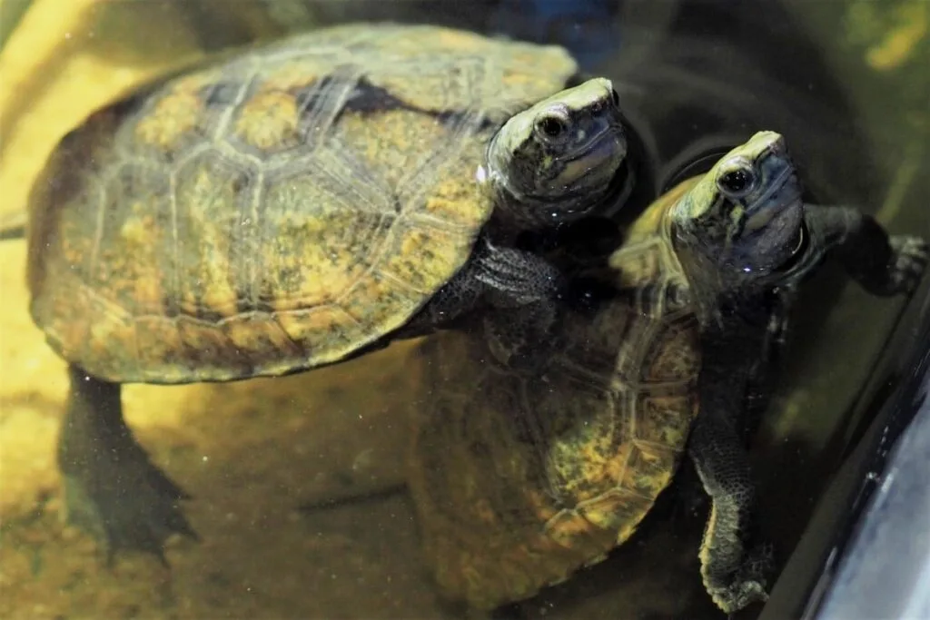 Żółw japoński Mauremys japonica