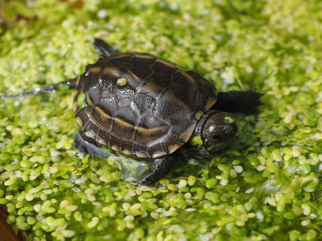 Wodno-lądowy żółw chiński Mauremys reevesii