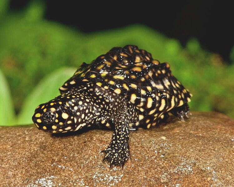 Żółw plamkogłowy Geoclemys hamiltonii