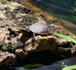 żółw mułowy trójpaskowy Kinosternon baurii hodowla żółwia wodno-lądowego