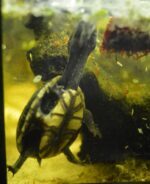 Wodno-lądowy żółw mułowy Kinosternin baurii.