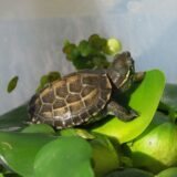 Wodno-lądowy żółw chiński Mauremys