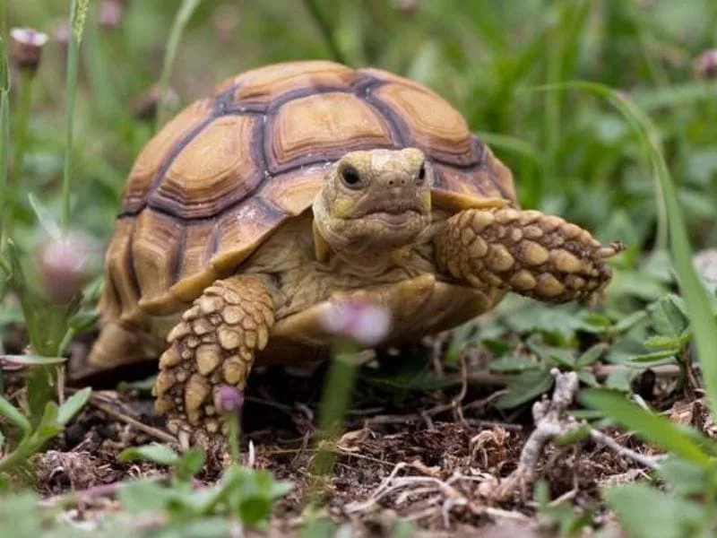 Sklep terrarystyczny online Żółw pustynny Centrochelys Sulcata