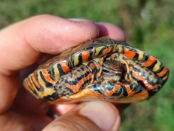 żółw leśny malowany młode osobniki