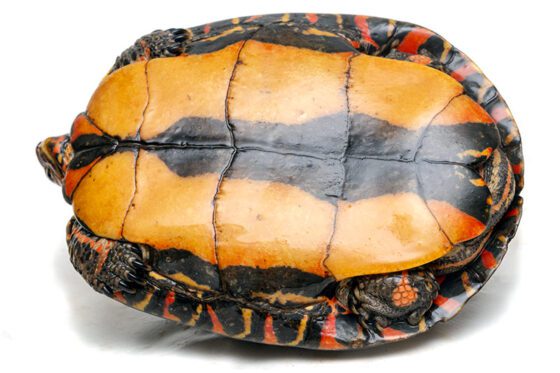 karakaps żółwia malowanego Żółw Malowany Rhinoclemmys Pulcherrima Manni