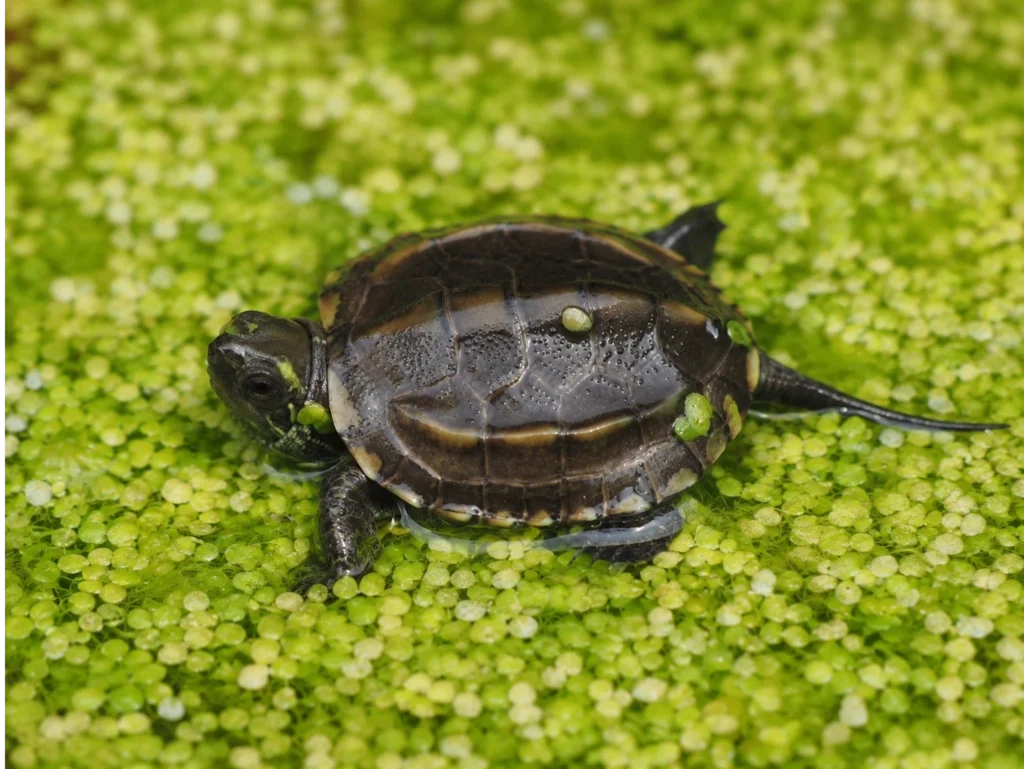 żółw chiński Mauremys reevesii