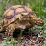 Sklep terrarystyczny online Żółw pustynny Centrochelys Sulcata