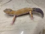 Gekon Lamparci Super Hypo 08/2022 - obrazek 3