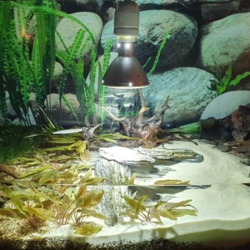 lampa dla żółwia wodno-lądowego do akwaterrarium