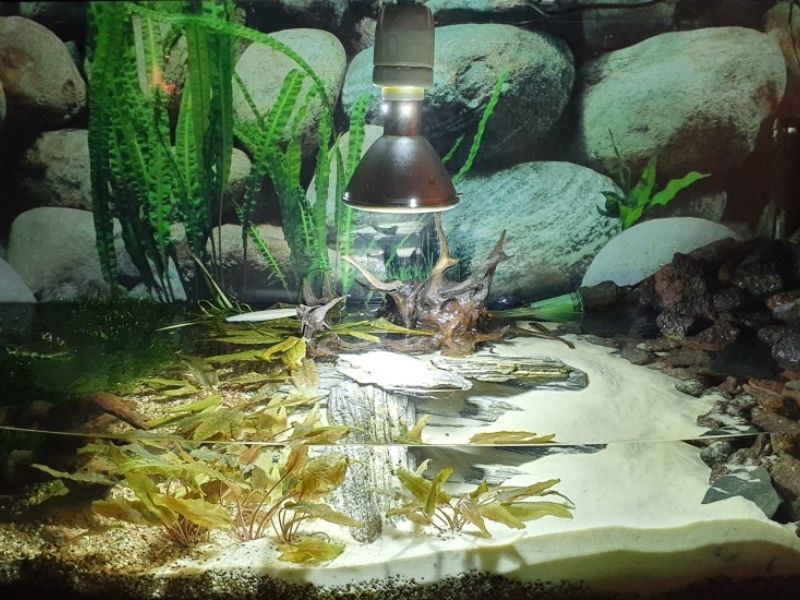 lampa dla żółwia wodno-lądowego do akwaterrarium