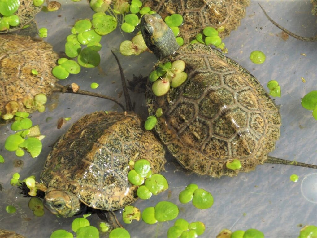 terrarium dla żółwia wodno lądowego