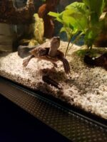 żółw błotny Graptemys flavimaculata