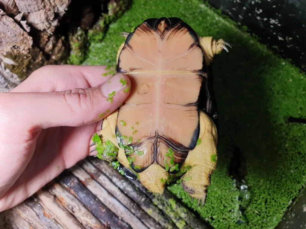 żółw karłowaty pelusios nanus