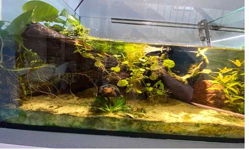 terrarium dla żółwia wodno lądowego hodowla żółwia wodno-lądowego
