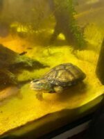 żółw białogardły Kinosternon albogulare