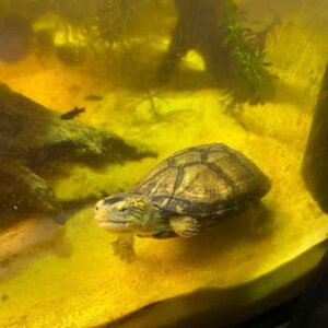 żółw białogardły Kinosternon albogulare