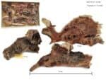 Drewno Driftwood do terrarium 15-25 cm naturalne - obrazek 2