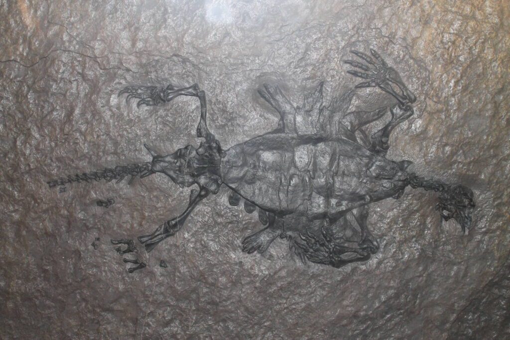Skamieniałości Odontochelys semitestacea