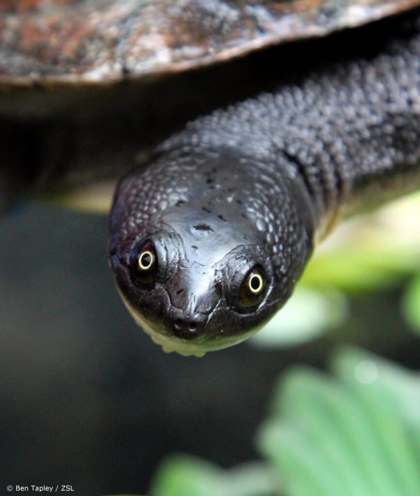 Żółw wodno-lądowy wężoszyi Chelodina Mccordi Mccorda