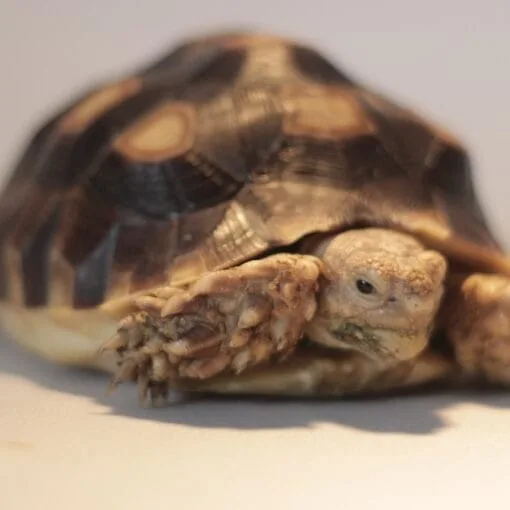 Młody żółw pustynny Sulcata