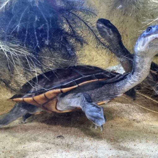 Żółw wężoszyi Chelodina Mccordi Mccorda żółw wodno-lądowy
