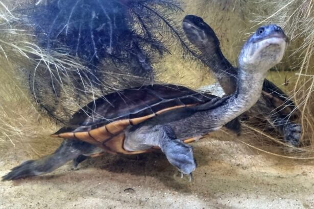 Żółw wężoszyi Chelodina Mccordi Mccorda żółw wodno-lądowy