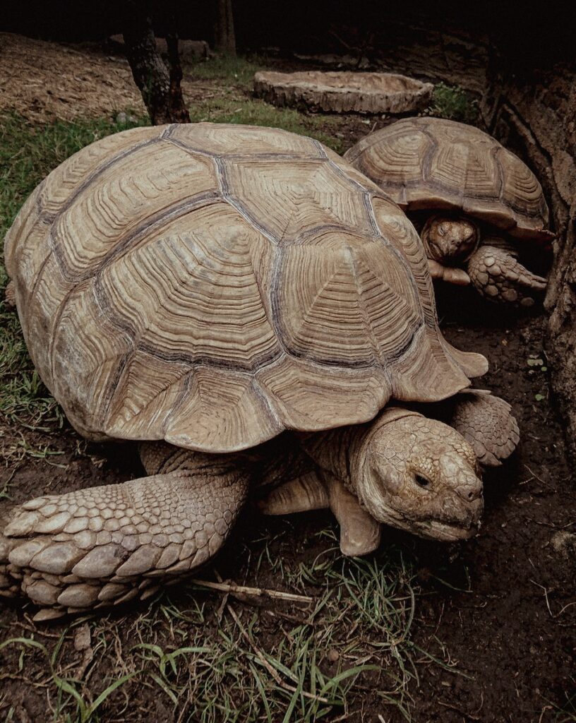 two large tortoises sitting next to each other on the ground