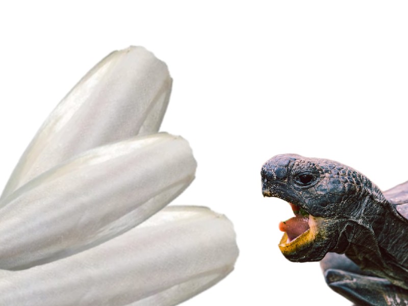 Kość sepia dla żółwia sepia dla żółwia lądowego