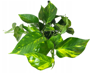 Epipremnum Scindapsus Aureus roślina do terrariów tropikalnych dla gadów
