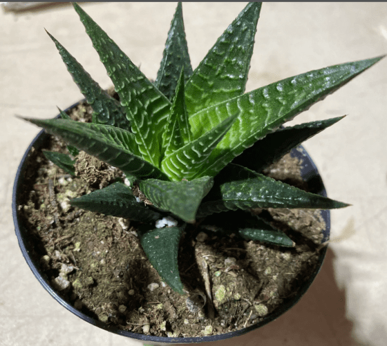 Sukulent Haworthia limifolia roślina do terrarium dla gadów pustynnych