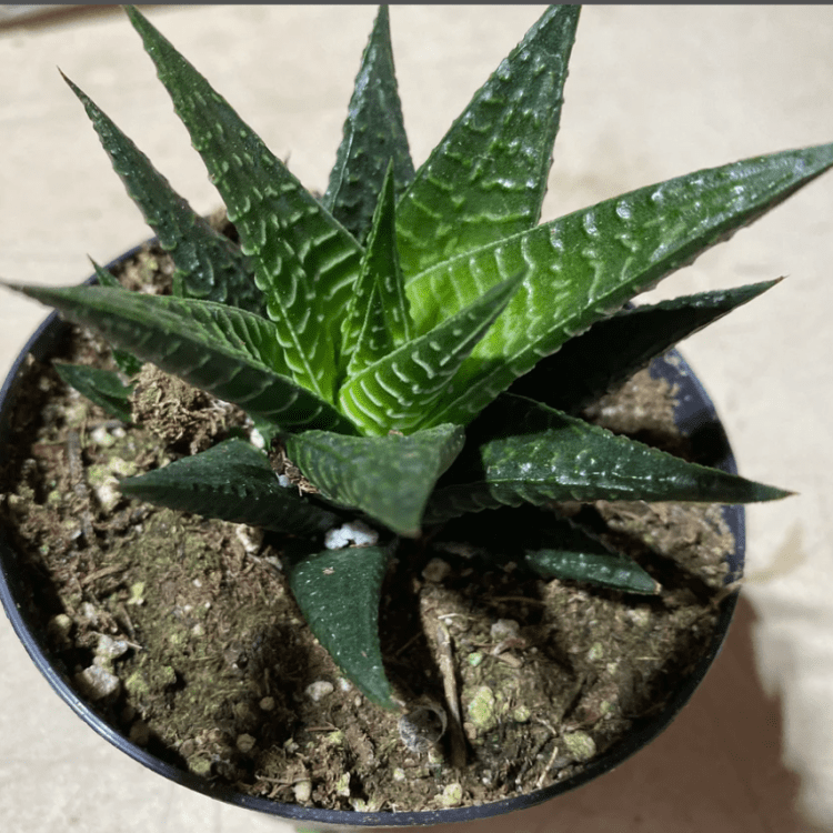 Sukulent Haworthia limifolia roślina do terrarium dla gadów pustynnych