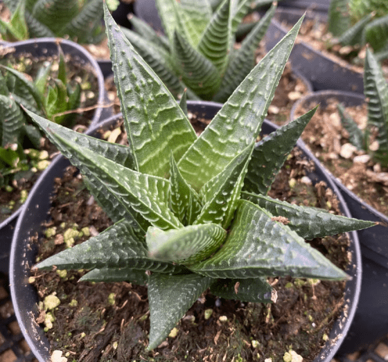 Sukulent Haworthia limifolia roślina do terrarium dla gadów pustynnych - obrazek 2